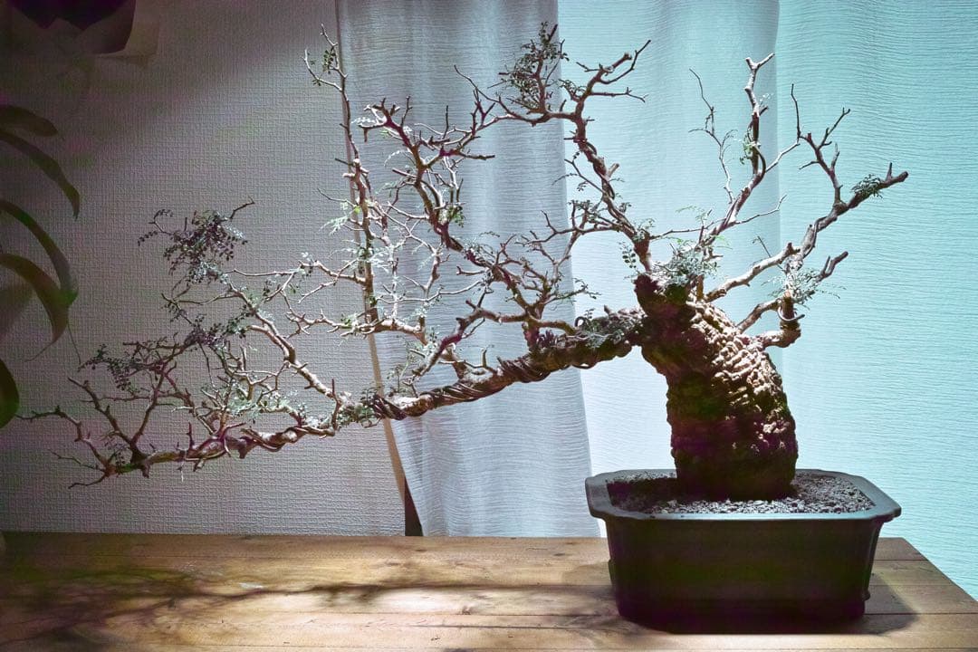 オペルクリカリア・パキプス　現地発根株　発根済み