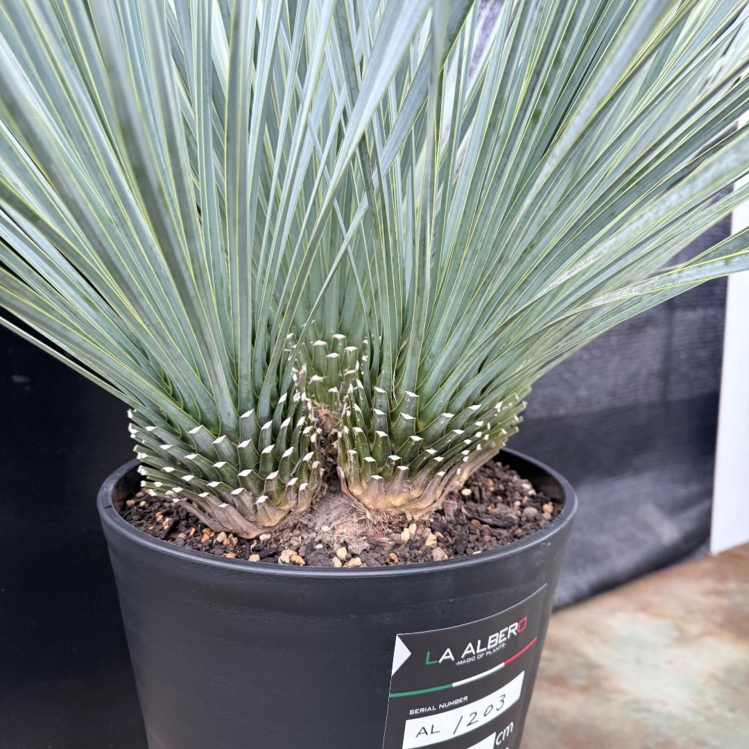 【AL1203】ユッカ　ロストラータ　ランチョブルー（品種名）４ヘッド