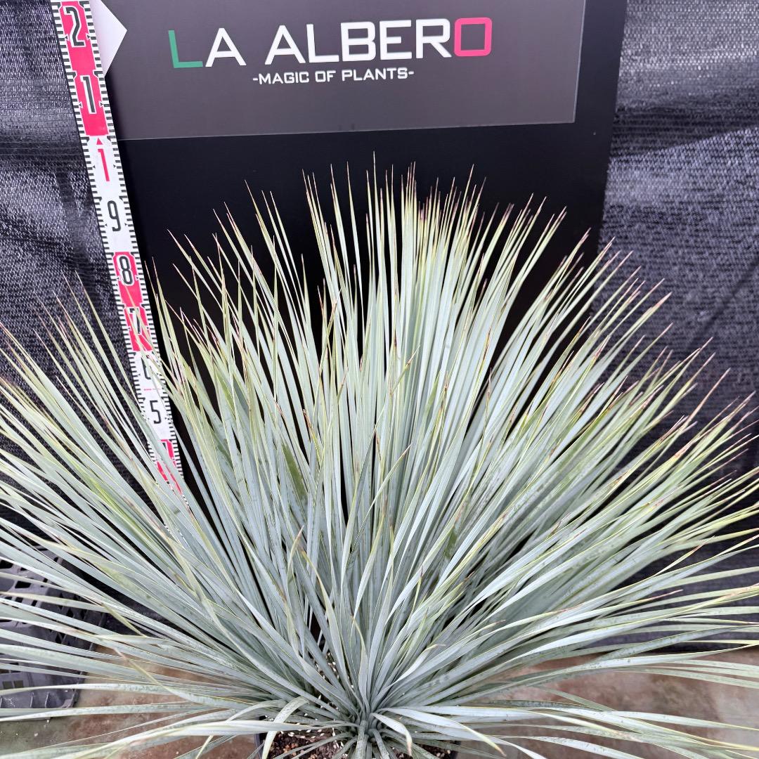 【AL1203】ユッカ　ロストラータ　ランチョブルー（品種名）４ヘッド