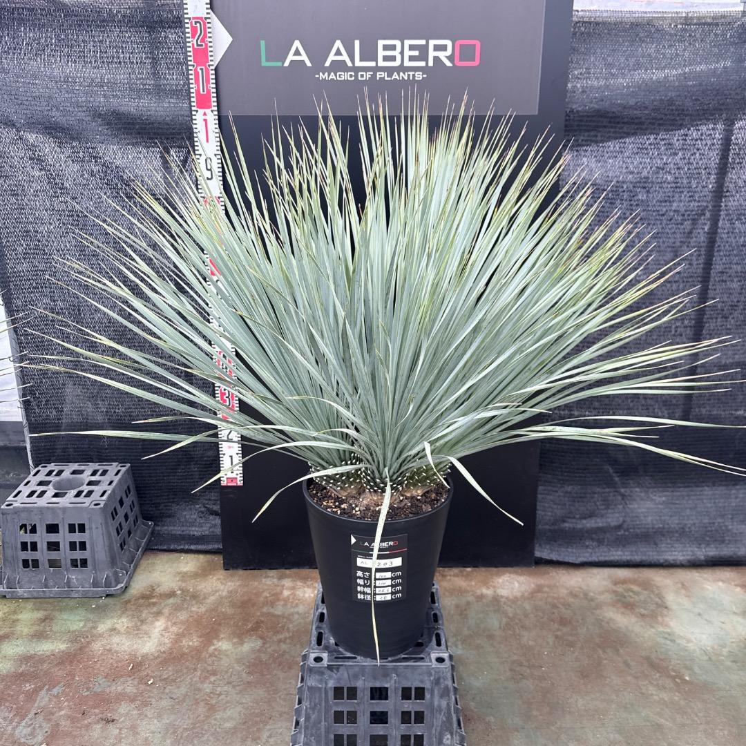 【AL1203】ユッカ　ロストラータ　ランチョブルー（品種名）４ヘッド