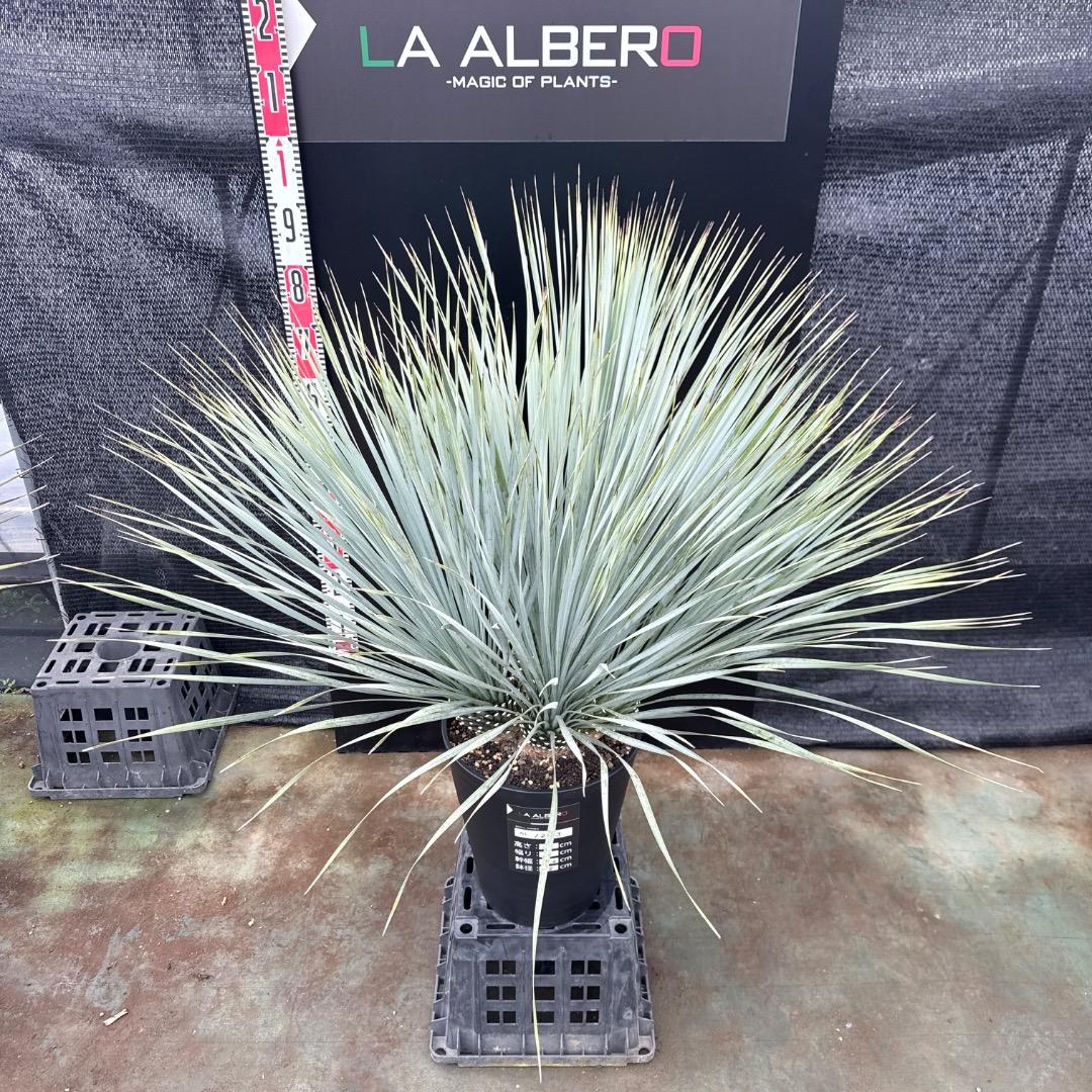 【AL1203】ユッカ　ロストラータ　ランチョブルー（品種名）４ヘッド