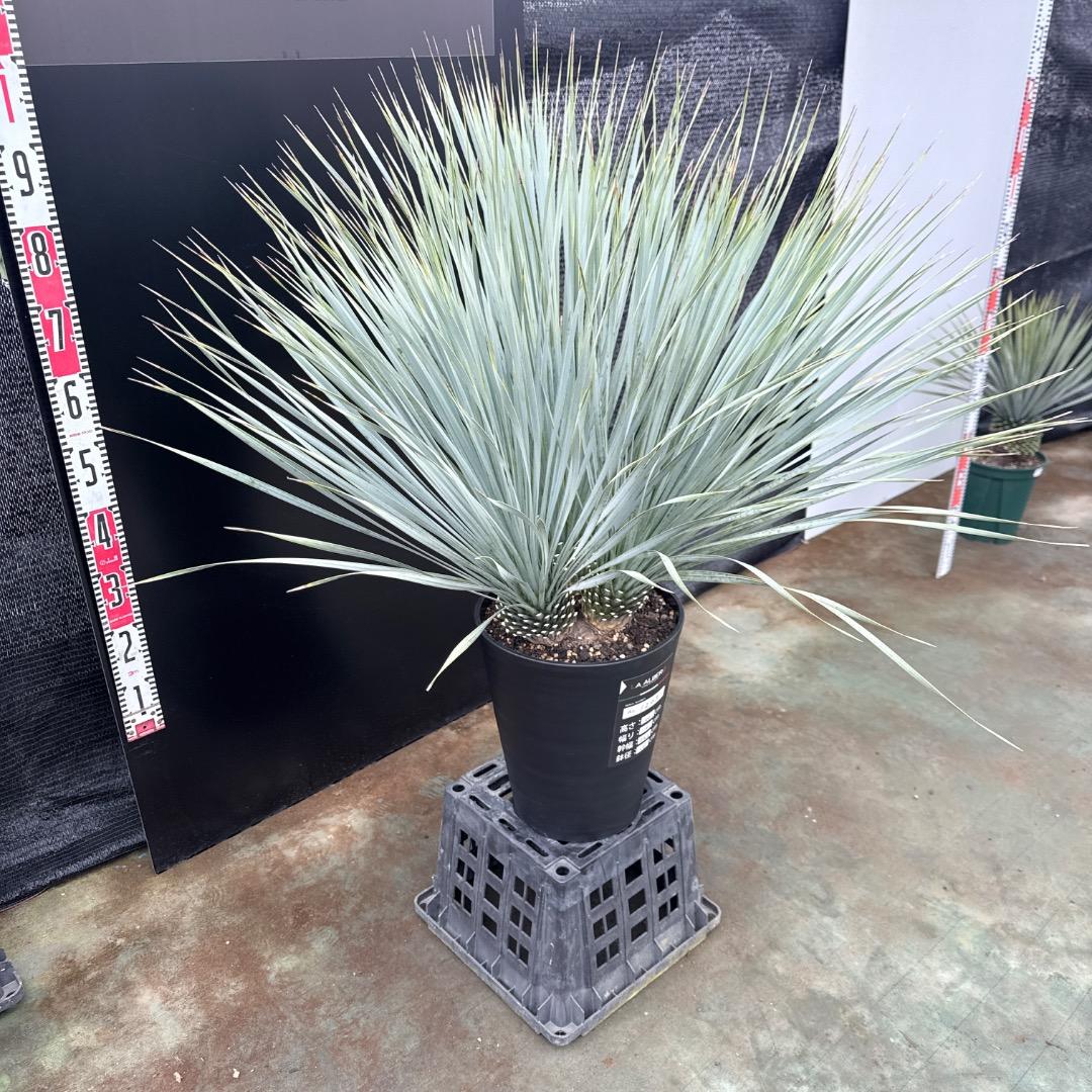 【AL1203】ユッカ　ロストラータ　ランチョブルー（品種名）４ヘッド