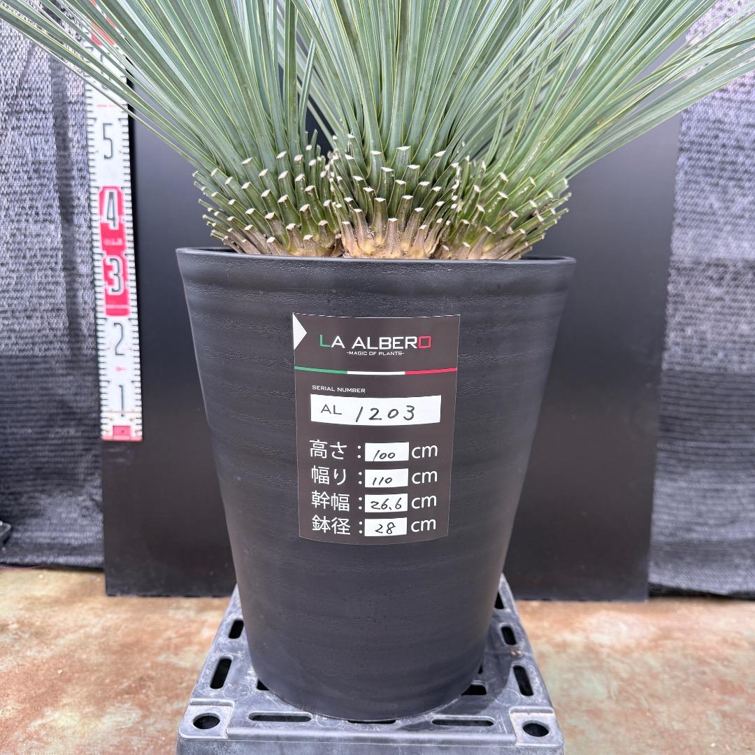 【AL1203】ユッカ　ロストラータ　ランチョブルー（品種名）４ヘッド