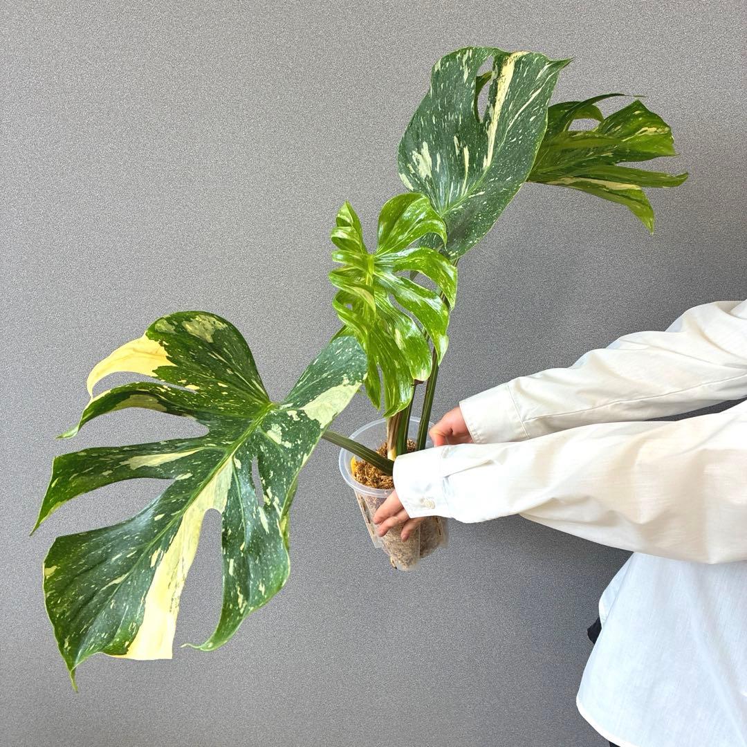 超超超絶希少❗️サイズ大❗️モンステラ　デリシオーサ　メデューサ✨
