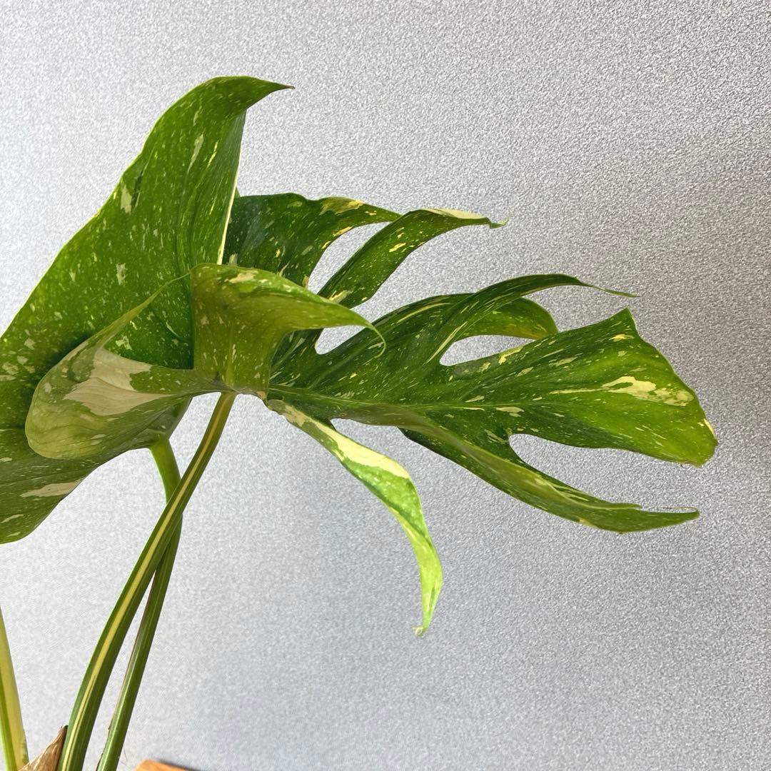 超超超絶希少❗️サイズ大❗️モンステラ　デリシオーサ　メデューサ✨