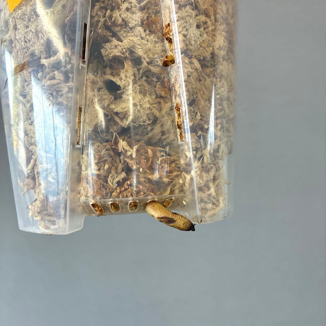 超超超絶希少❗️サイズ大❗️モンステラ　デリシオーサ　メデューサ✨