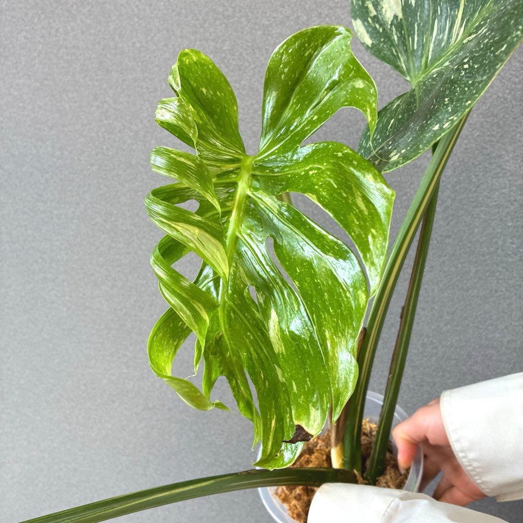 超超超絶希少❗️サイズ大❗️モンステラ　デリシオーサ　メデューサ✨