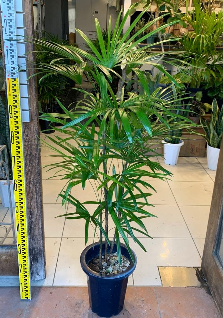 シュロチク 棕櫚竹 8号 3