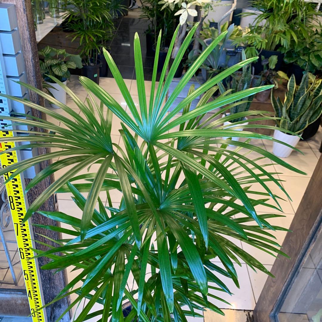 シュロチク 棕櫚竹 8号 3