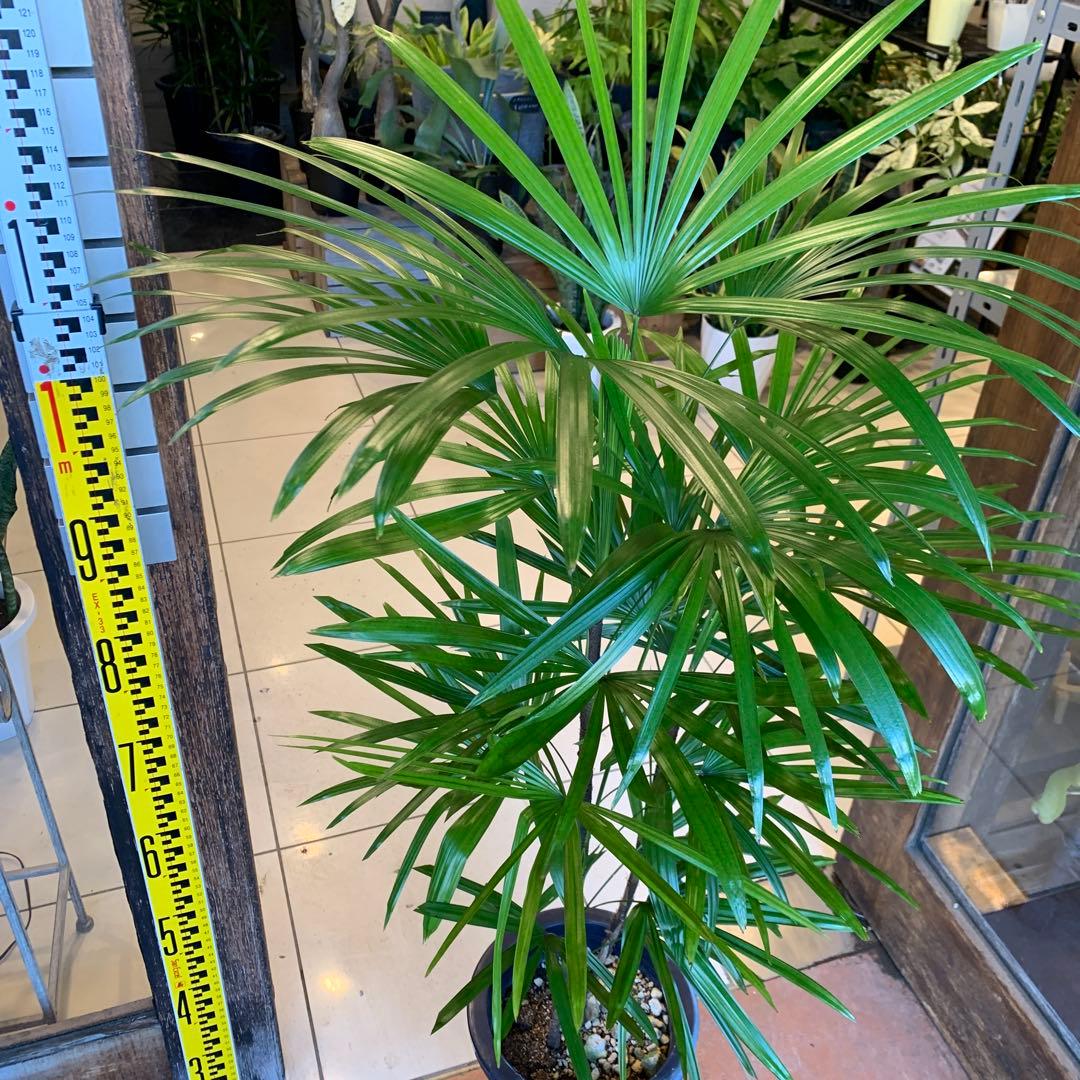 シュロチク 棕櫚竹 8号 3