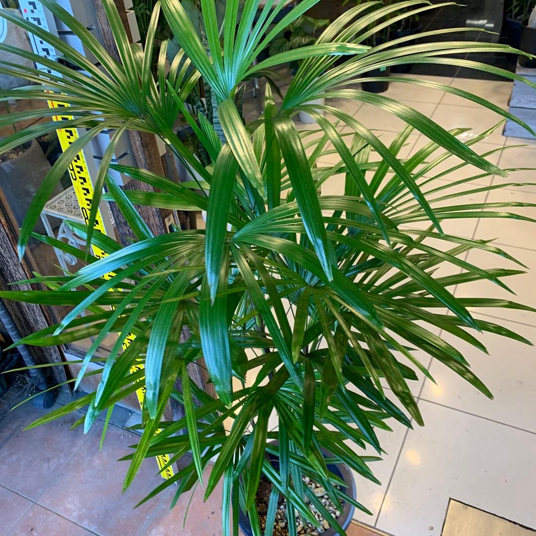 シュロチク 棕櫚竹 8号 3