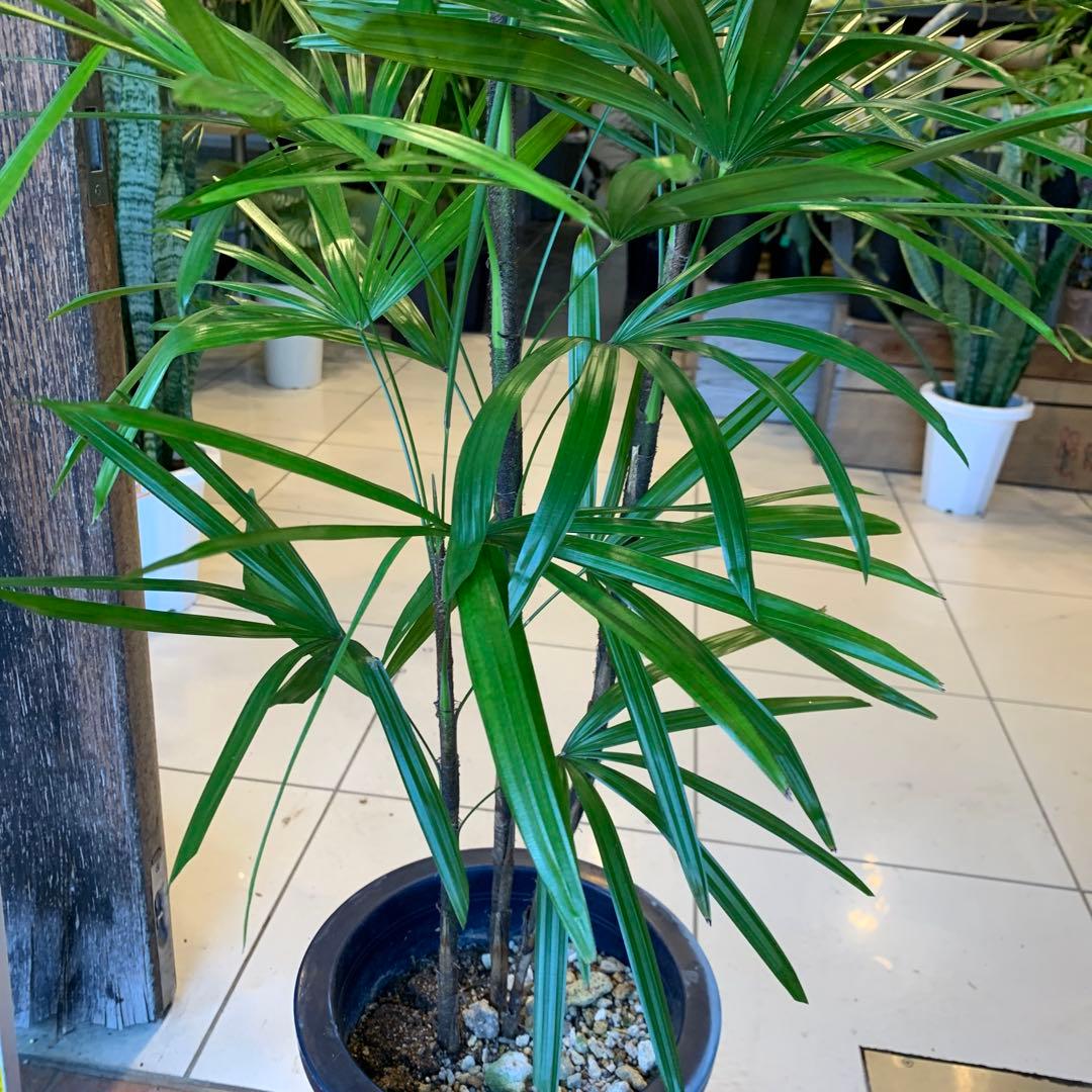 シュロチク 棕櫚竹 8号 3