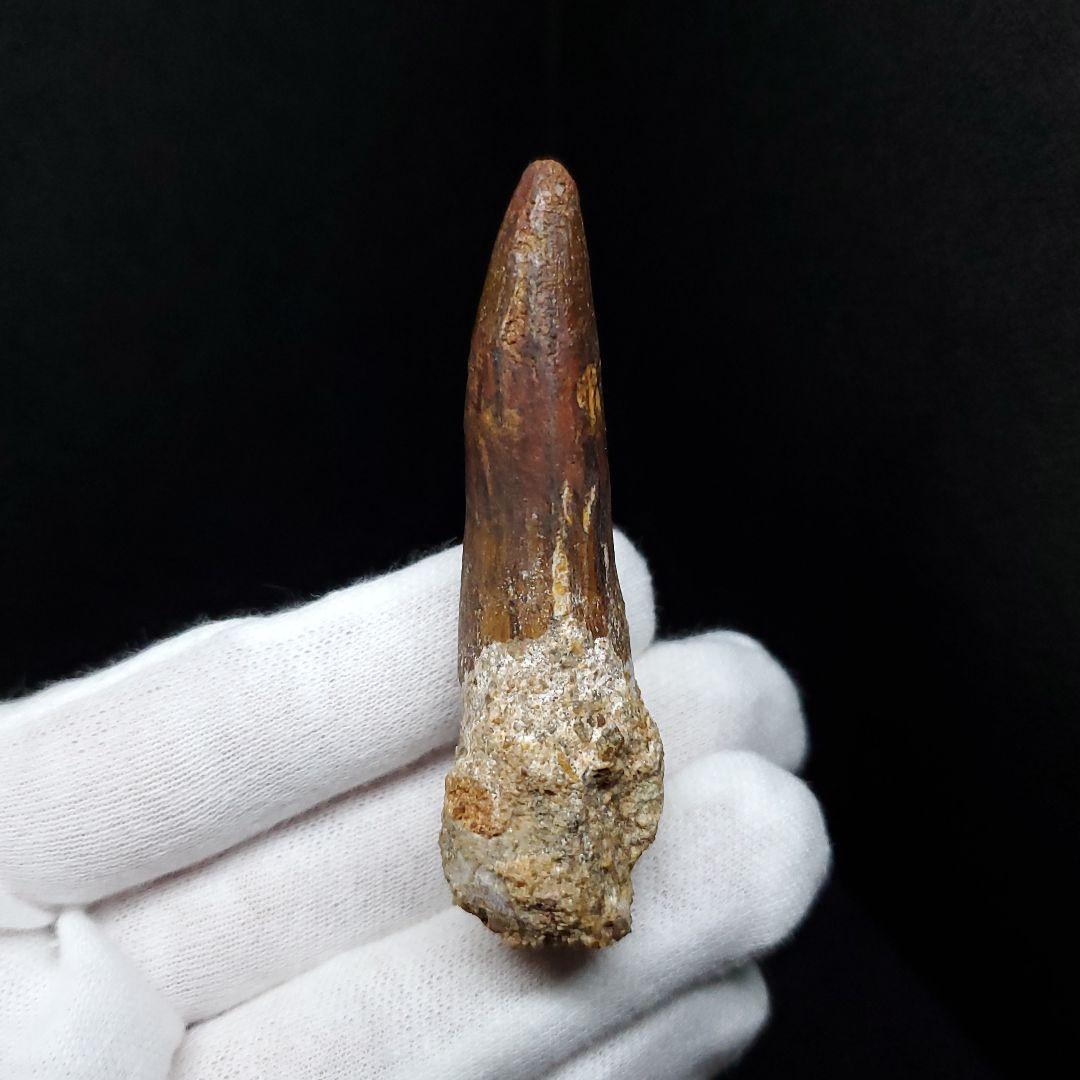 スピノサウルス 本物 モロッコ産 62.70mm sp450