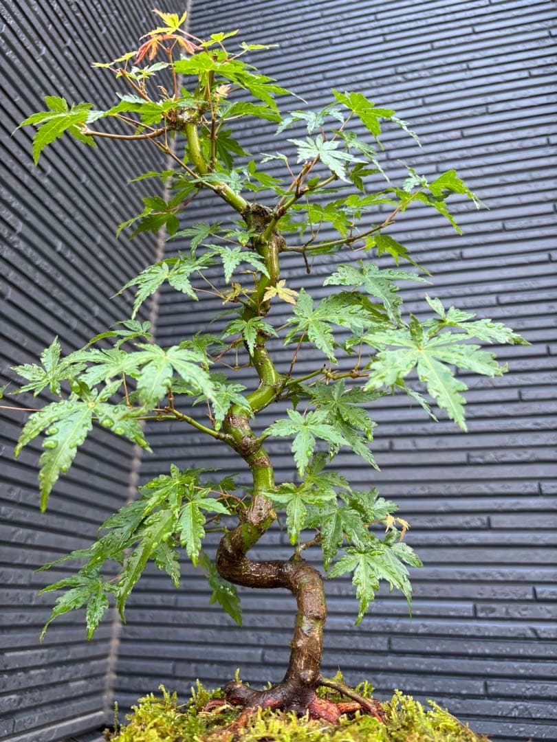 根張り良好な山モミジ盆栽　常滑鉢付き　紅葉盆栽　ヤマモミジ　鉢植え