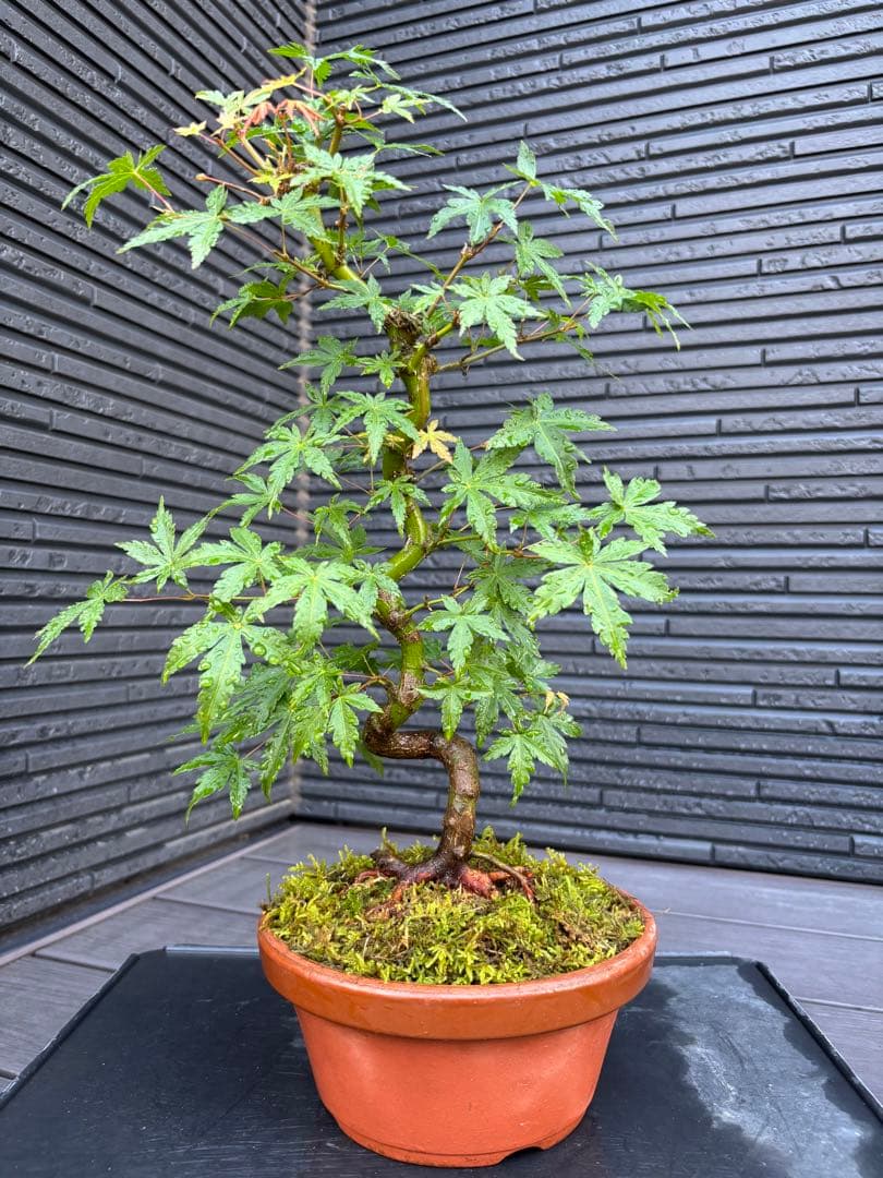 根張り良好な山モミジ盆栽　常滑鉢付き　紅葉盆栽　ヤマモミジ　鉢植え