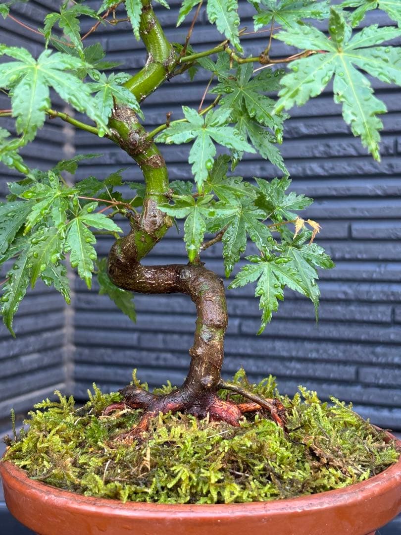 根張り良好な山モミジ盆栽　常滑鉢付き　紅葉盆栽　ヤマモミジ　鉢植え