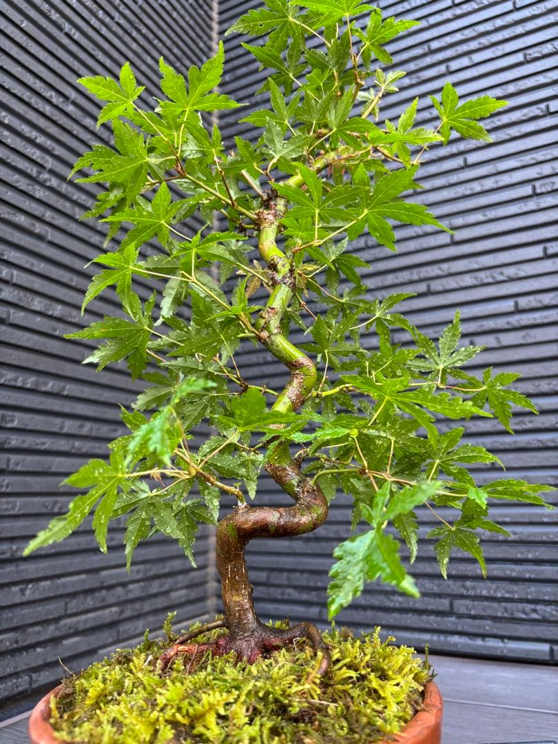 根張り良好な山モミジ盆栽　常滑鉢付き　紅葉盆栽　ヤマモミジ　鉢植え