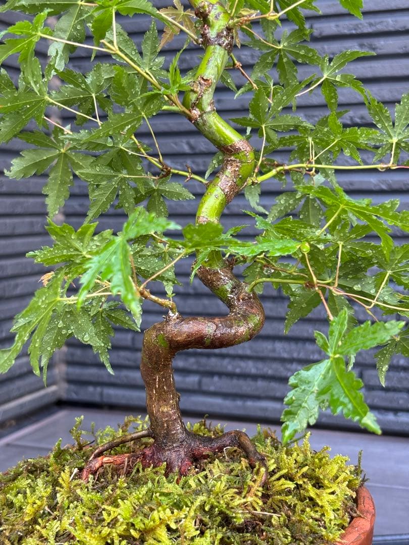 根張り良好な山モミジ盆栽　常滑鉢付き　紅葉盆栽　ヤマモミジ　鉢植え