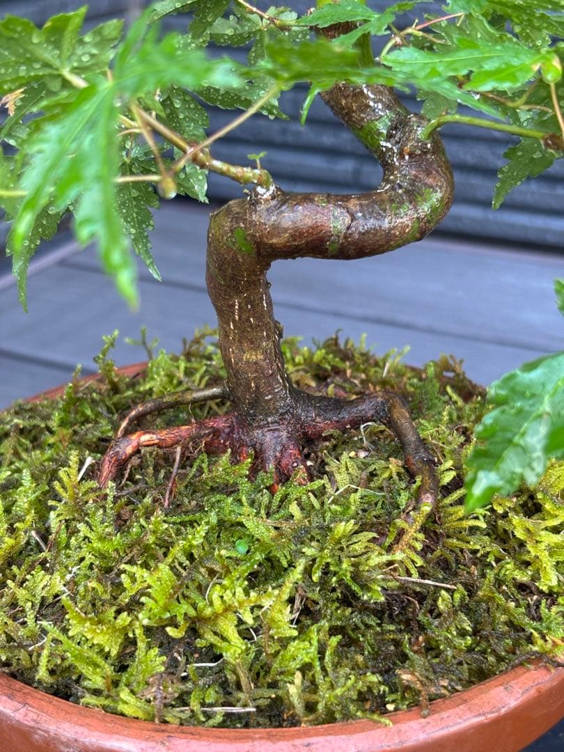 根張り良好な山モミジ盆栽　常滑鉢付き　紅葉盆栽　ヤマモミジ　鉢植え