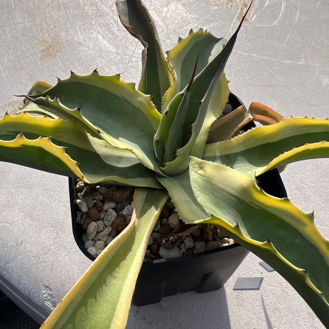 アガベ　オバティフォリア　オルカ