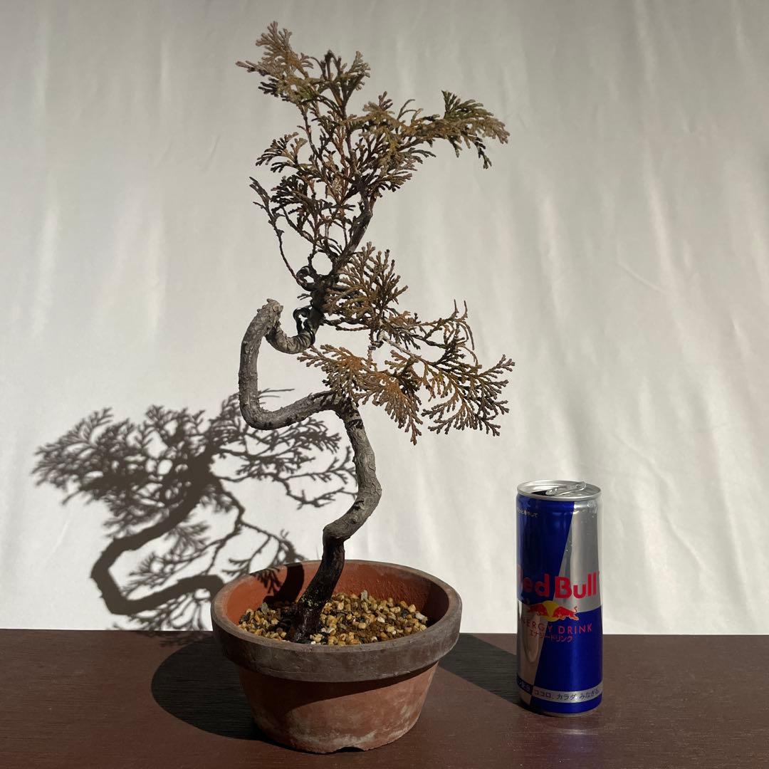 【盆栽 匿名配送 送料込み】 アスナロ(翌桧)