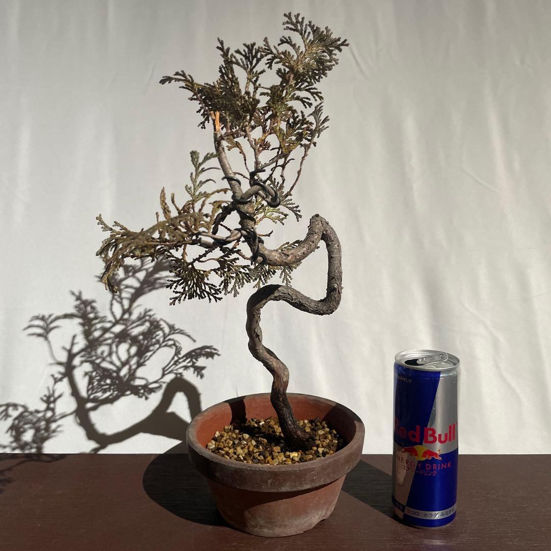 【盆栽 匿名配送 送料込み】 アスナロ(翌桧)