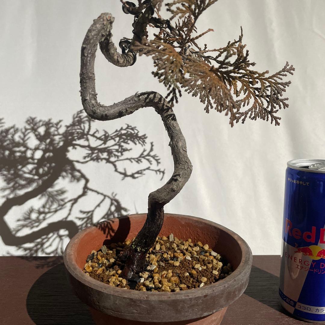 【盆栽 匿名配送 送料込み】 アスナロ(翌桧)