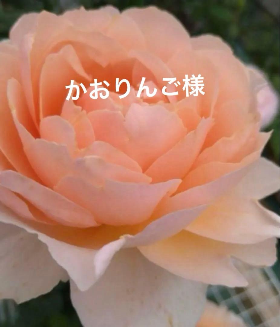 バラ苗　購入前にコメント