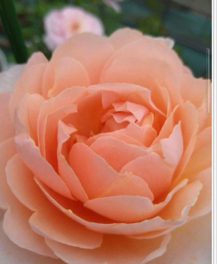 バラ苗　購入前にコメント