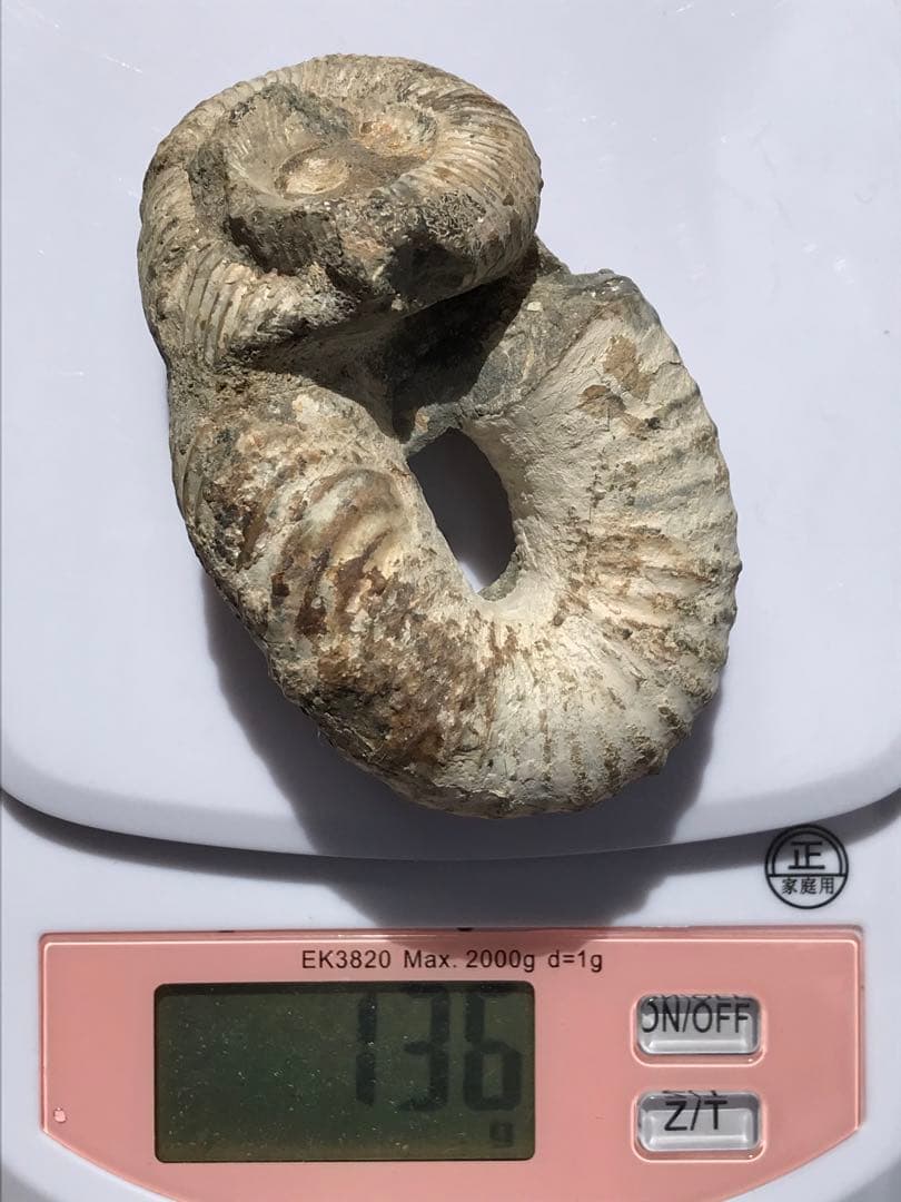 マダガスカル産　アンモナイト化石（ノストセラス）母岩なし　稀少