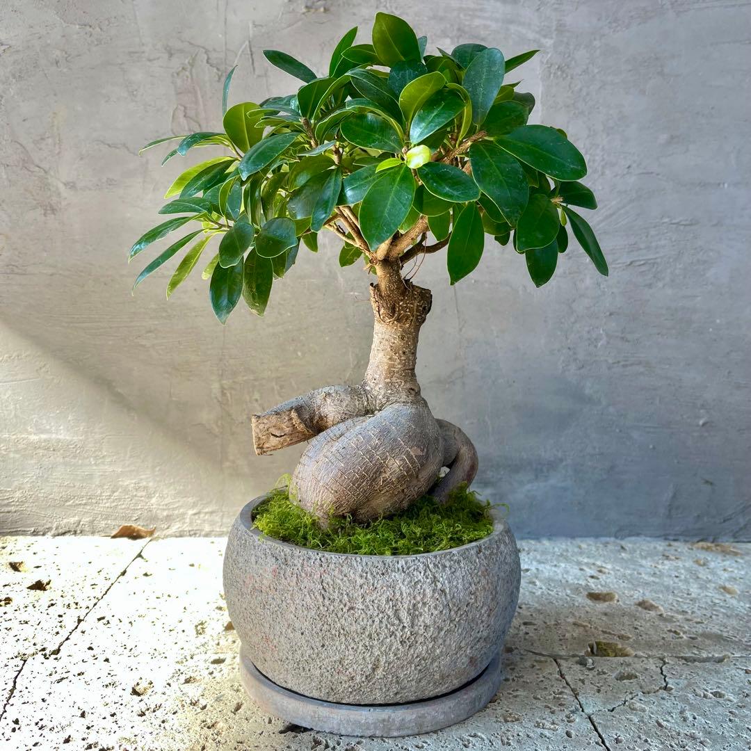 幹極太　多幸の木　ガジュマル　天然苔仕立て　陶器鉢　植え込み発送