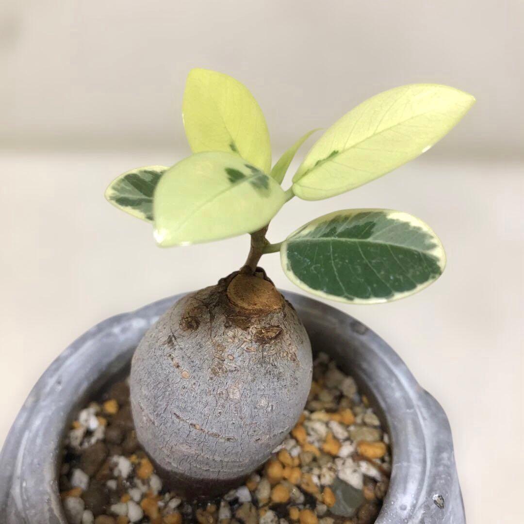 【まあるい】パンダ　ガジュマル　斑入り　接木