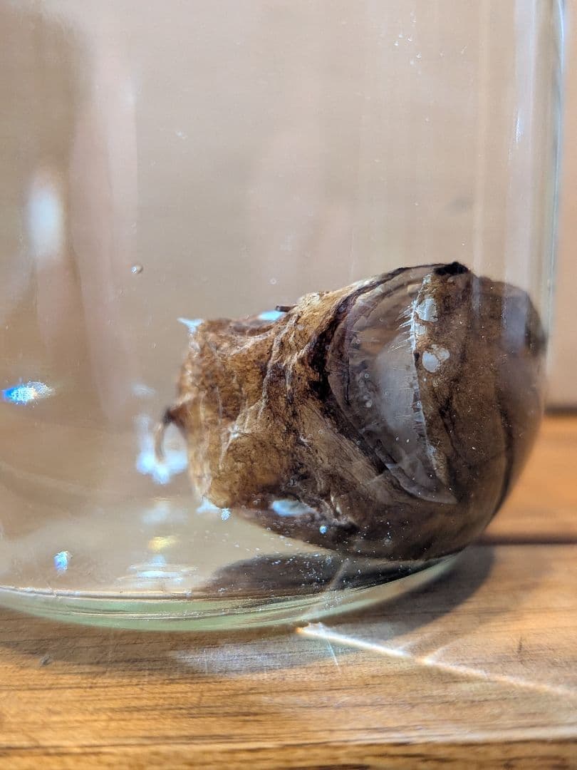 【激レア深海魚】チョウチンアンコウの一種 液浸標本