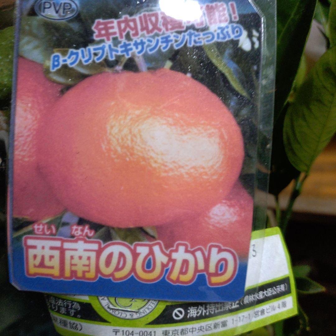 大人気！西南のひかり３年生＆（バリエーション変更可）