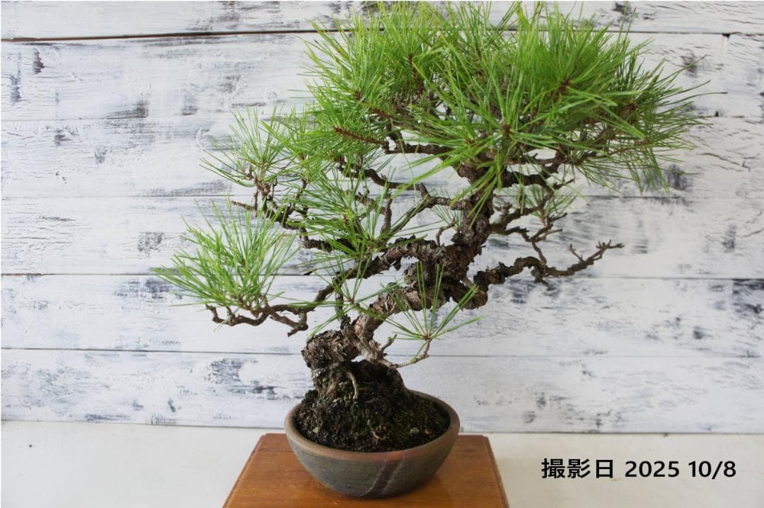 盆栽 『赤松』 インテリア 観葉植物 園芸 ガーデニング 送料無料 b182