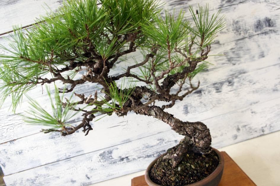 盆栽 『赤松』 インテリア 観葉植物 園芸 ガーデニング 送料無料 b182