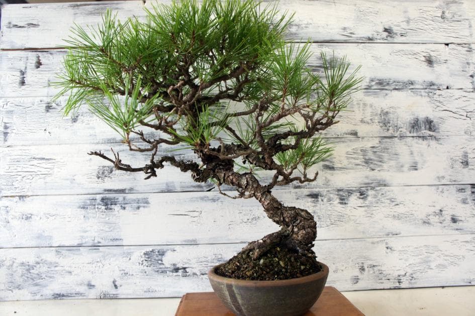 盆栽 『赤松』 インテリア 観葉植物 園芸 ガーデニング 送料無料 b182