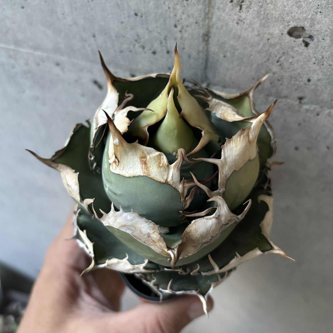 アガベ　オテロイ　実生　選抜株