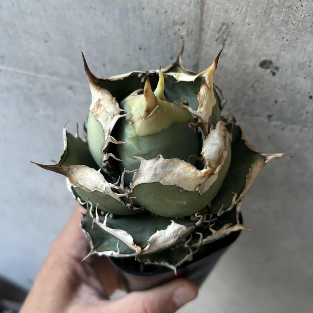 アガベ　オテロイ　実生　選抜株