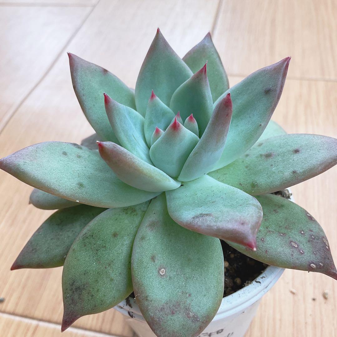 札付き✨️コロラータアウテンティカ・このまま発送・サボテン相談室