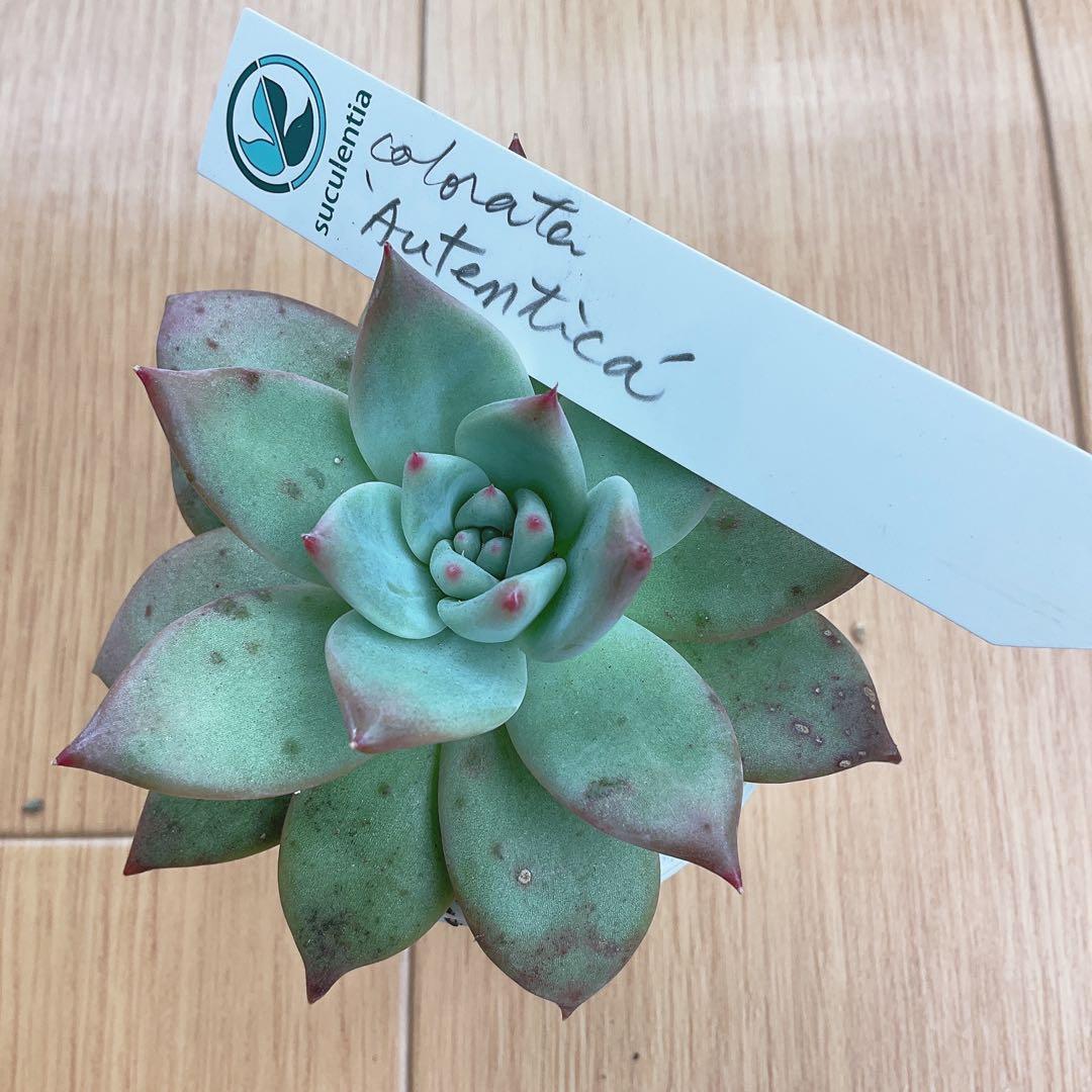 札付き✨️コロラータアウテンティカ・このまま発送・サボテン相談室