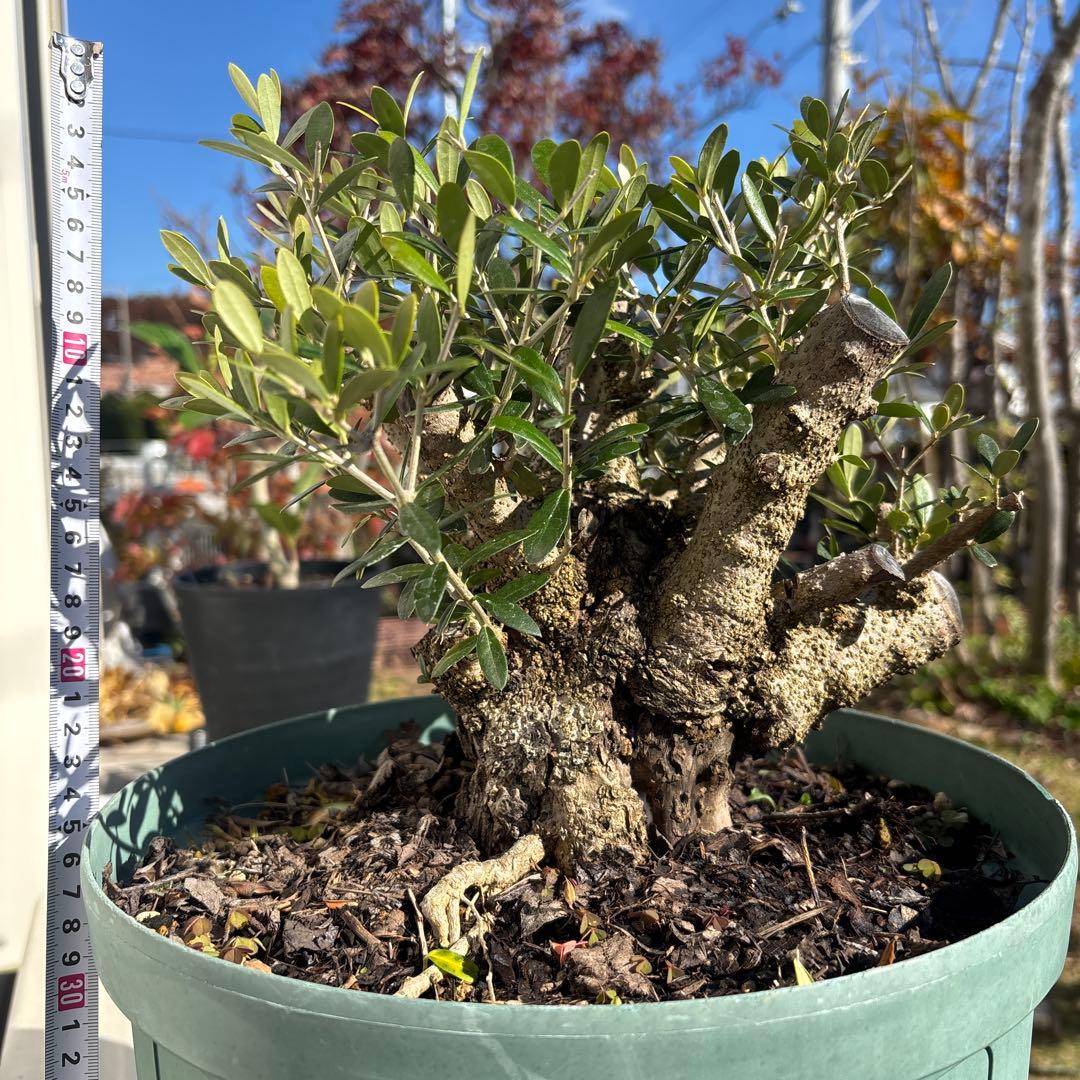 オリーブの木　古木　極太　植物　盆栽　シンボルツリー