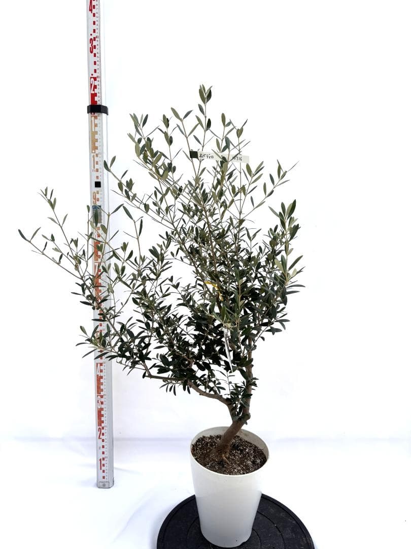 オリーブの木　ネバディロブランコ　7号　約110cm　NO.716　人気　現品