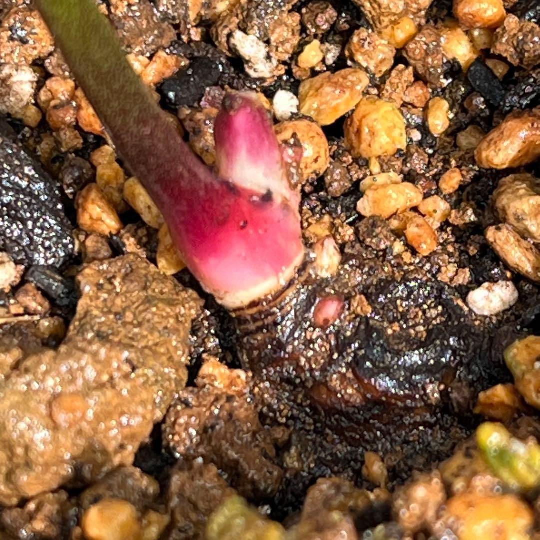 そ*♪様 ❤️プチプチ新芽❤️1283 【❤️極上❤️ソレイユ】クリスマスローズ