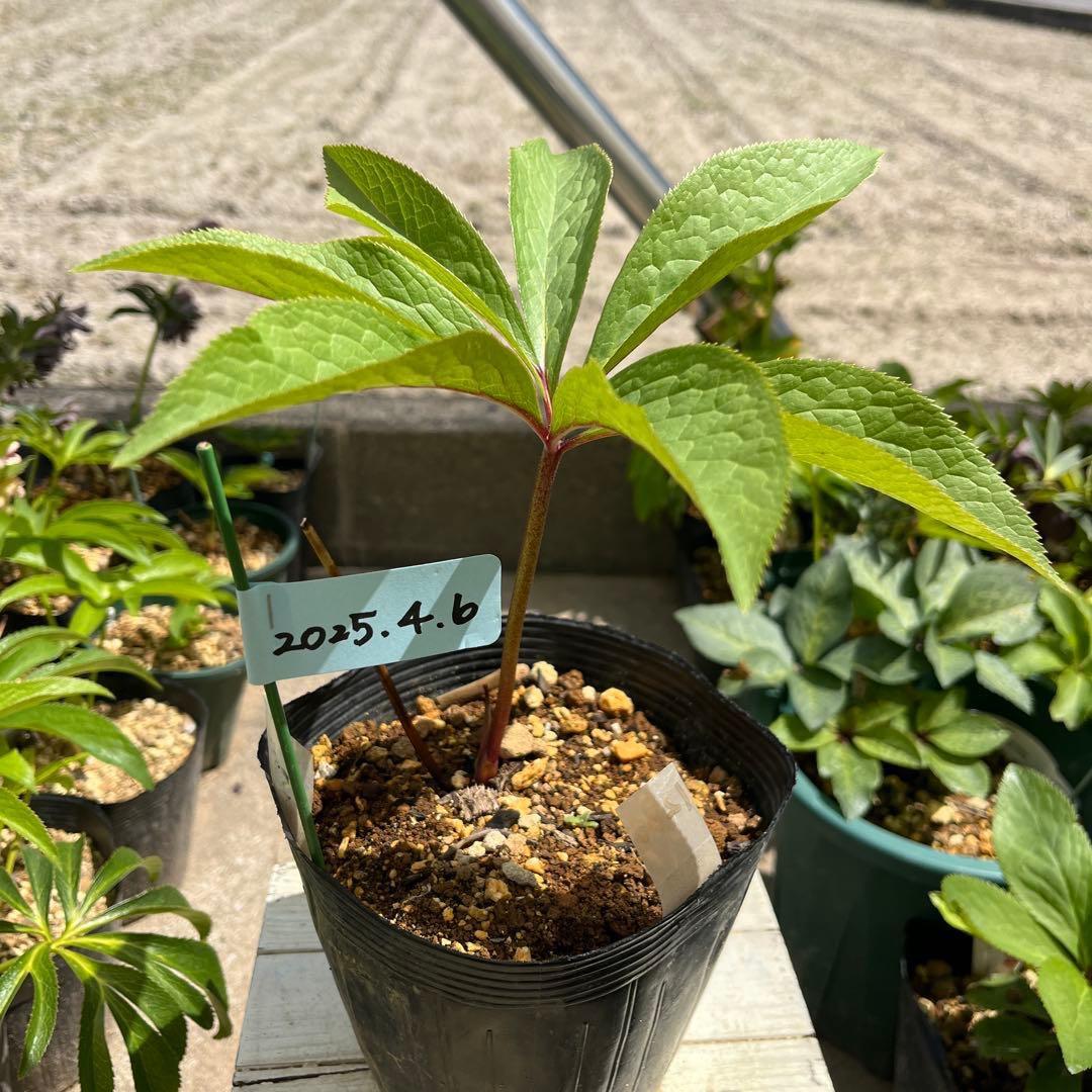 そ*♪様 ❤️プチプチ新芽❤️1283 【❤️極上❤️ソレイユ】クリスマスローズ