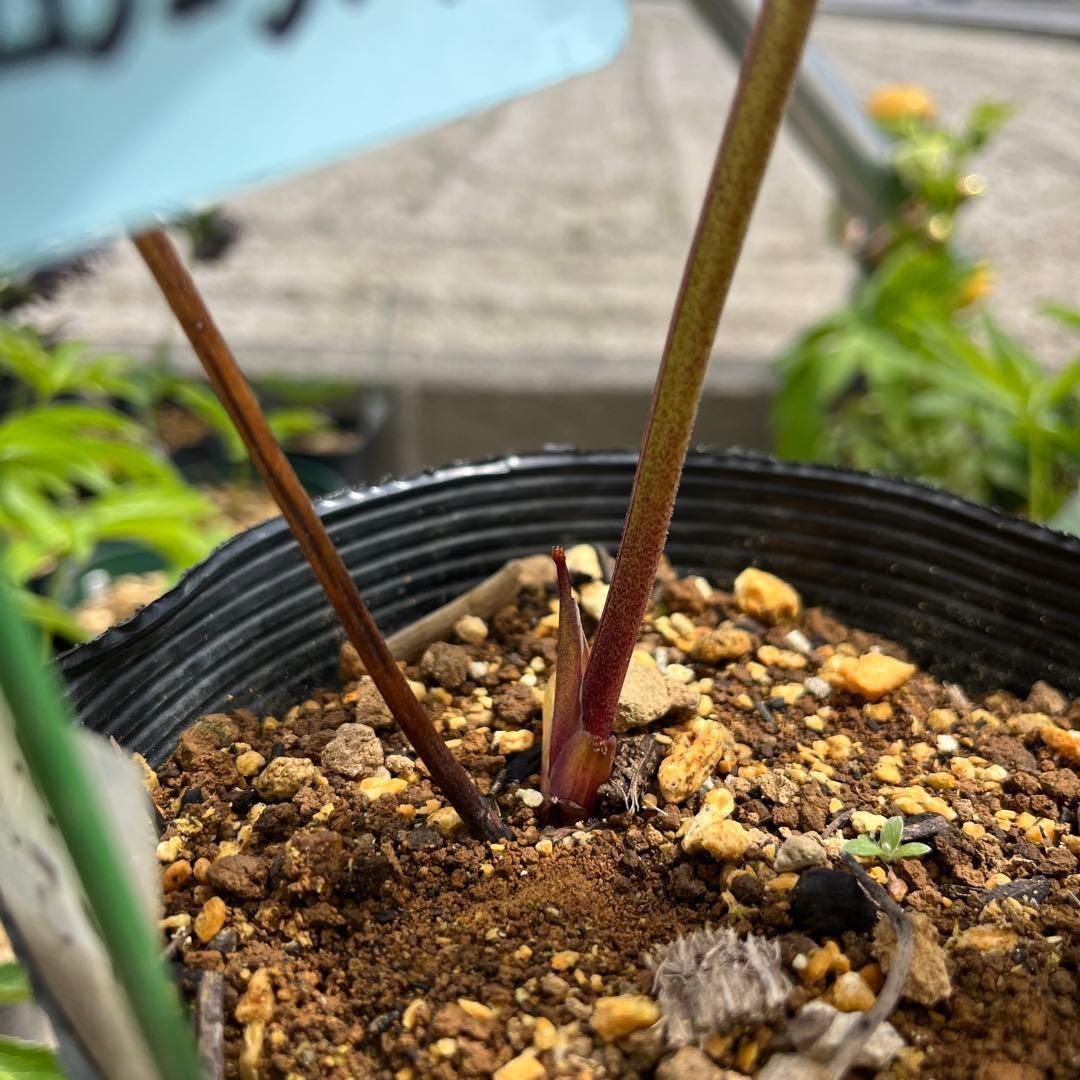 そ*♪様 ❤️プチプチ新芽❤️1283 【❤️極上❤️ソレイユ】クリスマスローズ