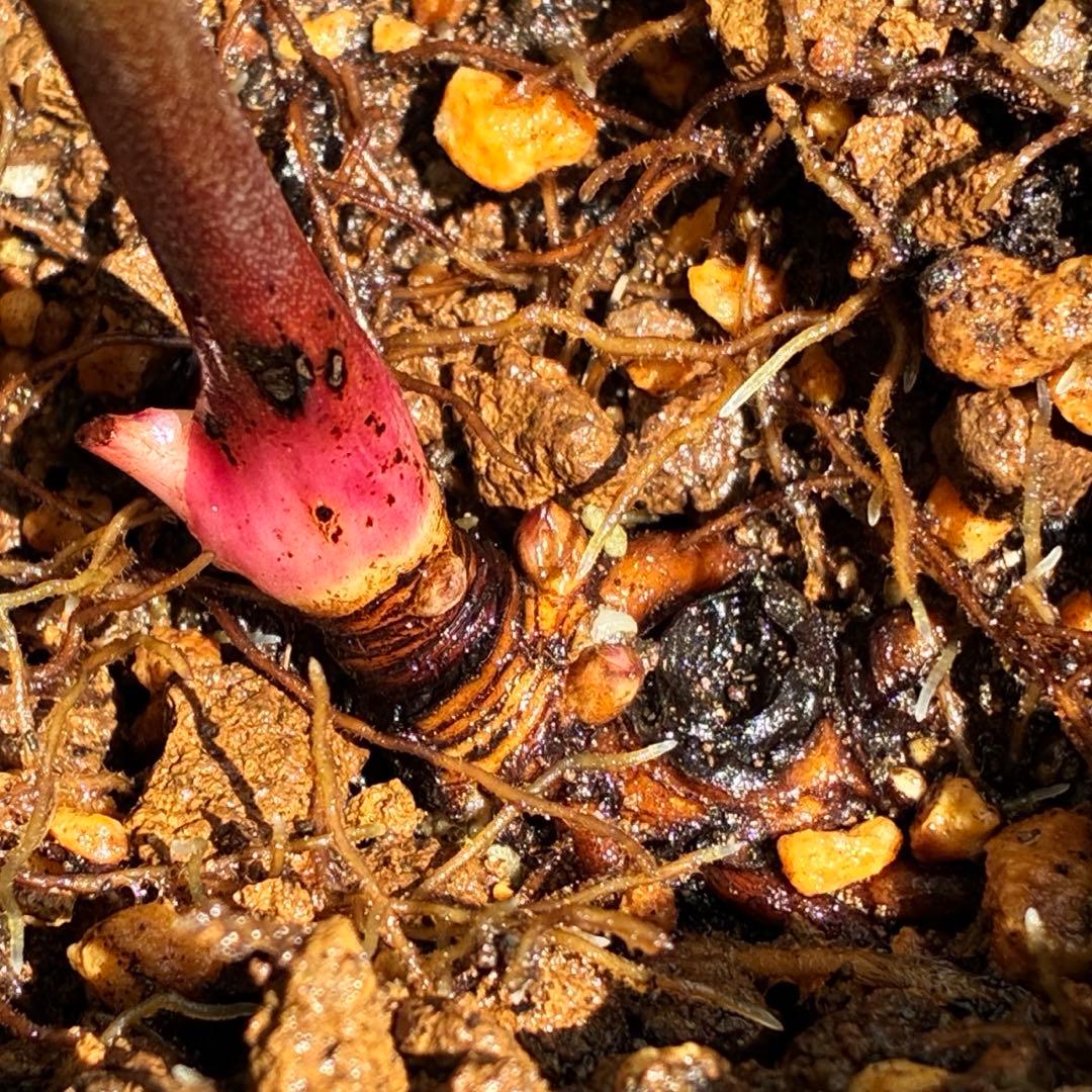 そ*♪様 ❤️プチプチ新芽❤️1283 【❤️極上❤️ソレイユ】クリスマスローズ