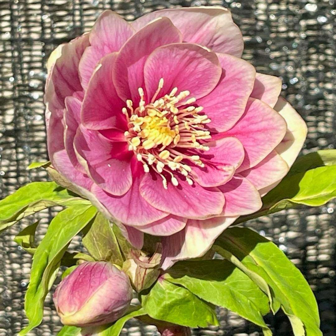 そ*♪様 ❤️プチプチ新芽❤️1283 【❤️極上❤️ソレイユ】クリスマスローズ