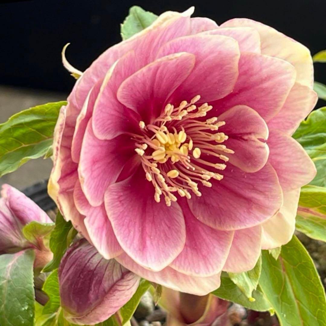 そ*♪様 ❤️プチプチ新芽❤️1283 【❤️極上❤️ソレイユ】クリスマスローズ