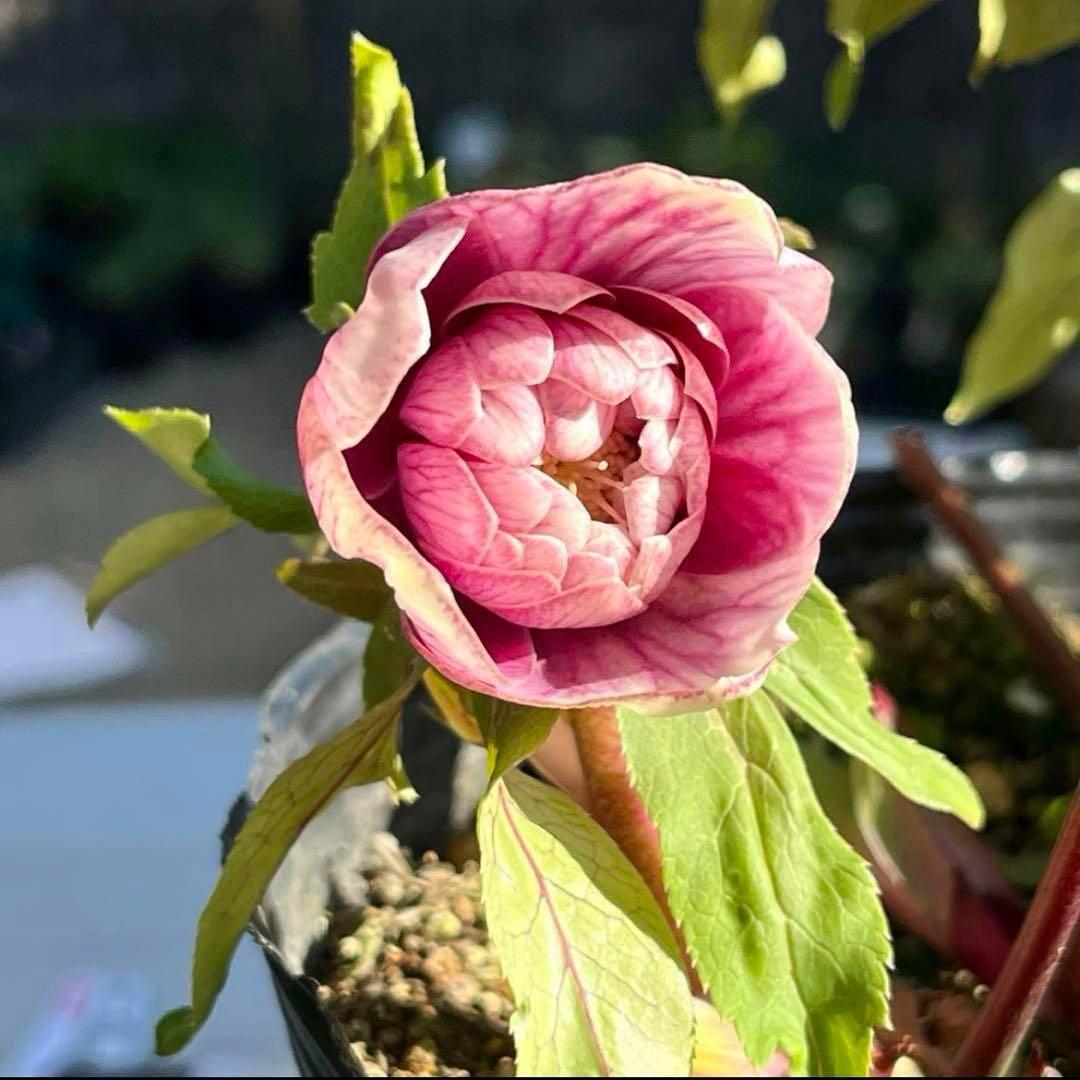 そ*♪様 ❤️プチプチ新芽❤️1283 【❤️極上❤️ソレイユ】クリスマスローズ